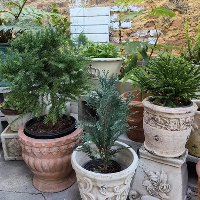 小规格进口针叶树 极光 金色阳光 福利品