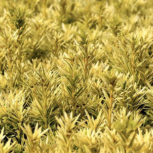 欧洲红豆杉‘夏日黄金'进口新品多年生耐热寒 花园庭院阳台盆栽