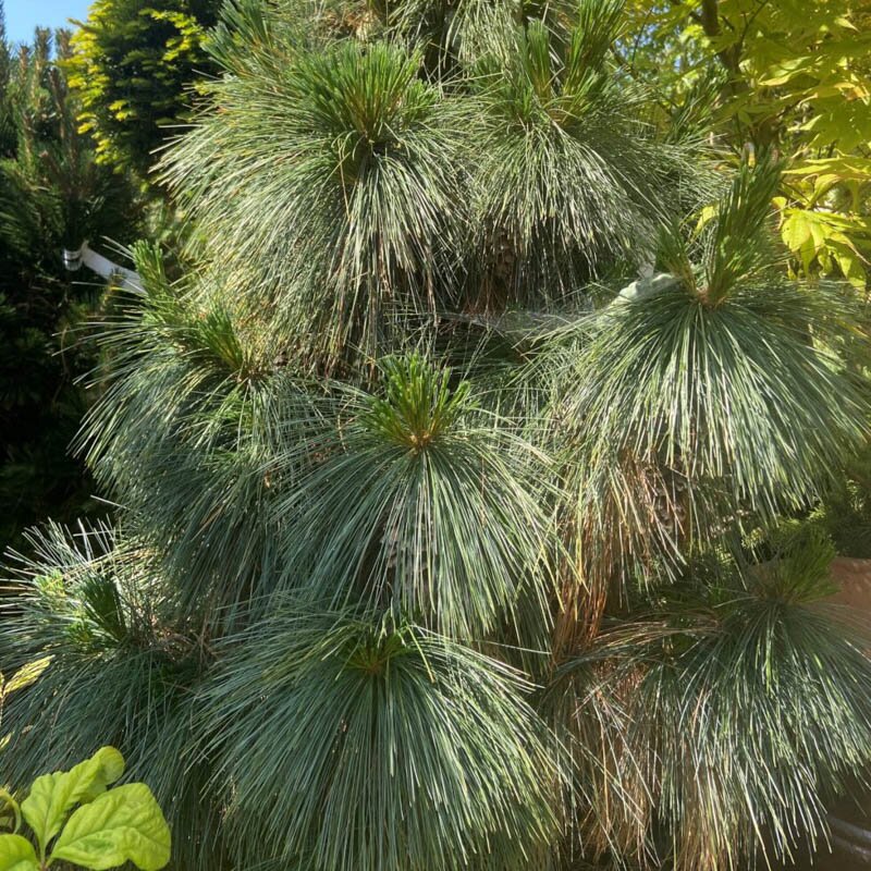 北美乔松’威震天 多年生常绿植物 耐热耐寒 阳台花园庭院好养护