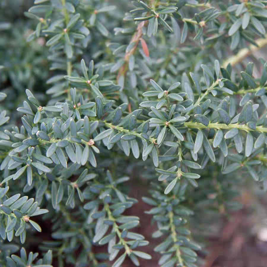 劳伦斯罗汉松‘蓝宝石'进口多年生常绿 耐热寒花园庭院阳台盆栽