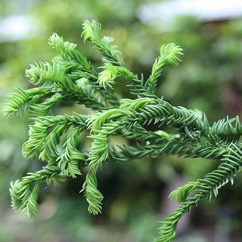 日本柳杉 拉森 多年生常绿植物 耐热耐寒 阳台花园庭院好养护