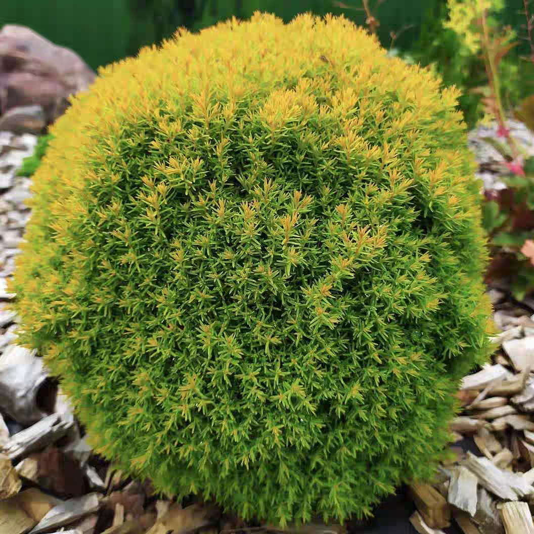 安妮可 多年生耐热耐寒室内外花园盆栽 圆形柏树好养活可做桌面款