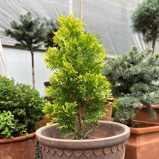 针叶树  北美香柏 进口新品多年生小耐热寒花园阳台庭院植物盆栽