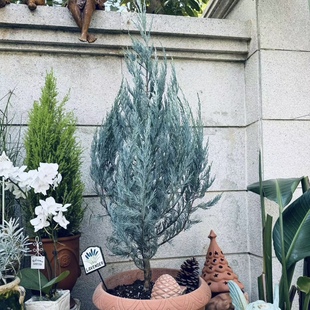 落基山圆柏“蓝色天空”蓝箭柏 彩叶针叶柏树花园造景骨架植物