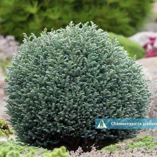 针叶树 日本花柏 蓝月亮 进口新品多年生耐热寒花园庭院阳台盆栽