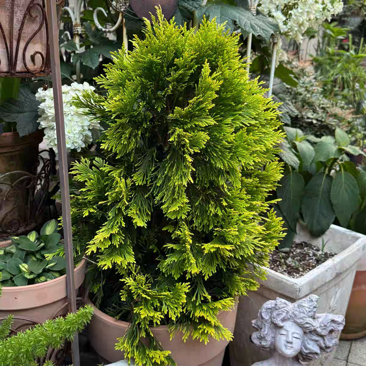 进口北美乔柏- 金色permanently多年生常绿植物 耐寒庭院盆景地栽