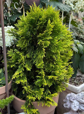 进口北美乔柏- 金色permanently多年生常绿植物 耐寒庭院盆景地栽