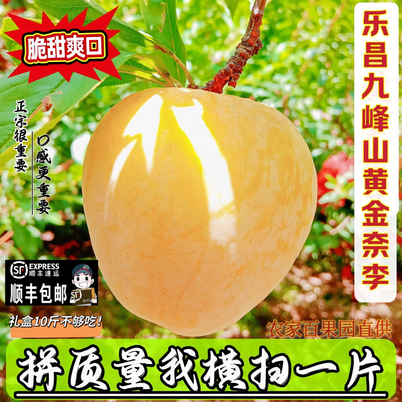 顺丰包邮乐昌九峰山黄金奈李