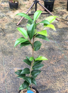 橙色珍宝