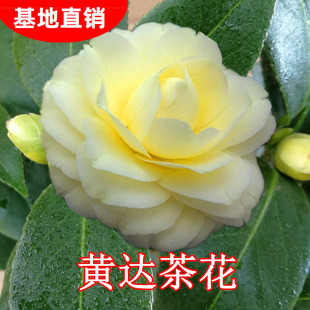 福建黄达茶花盆栽树苗绿植阳台室内客厅庭院花卉黄色茶花基地直销