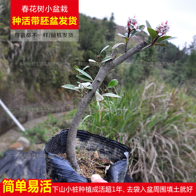 绿植阳台庭院花卉盆景新品