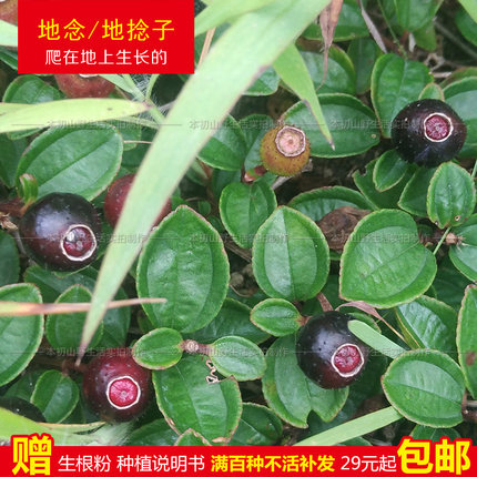 农村地念苗地稔地菍地石榴地茄子野捻子园林绿化地表植被园艺花草