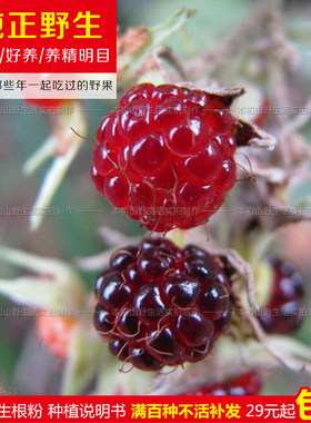 野生野果大乌泡苗六月泡黄泡老牛泡马莓倒生根糖泡粗叶悬勾子果树