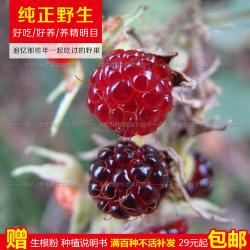 野生野果大乌泡苗六月泡黄泡老牛泡马莓倒生根糖泡粗叶悬勾子果树