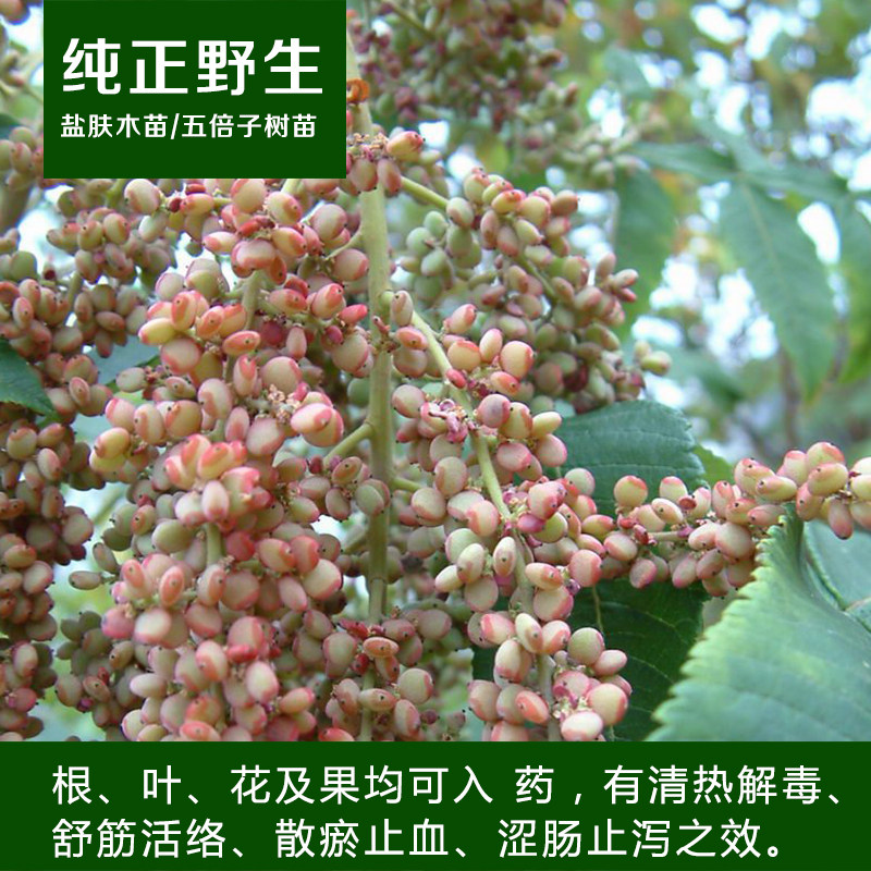 野生树盐肤木苗盐霜柏盐酸木敷烟树蒲连盐老公担盐盐桑柏五倍子树