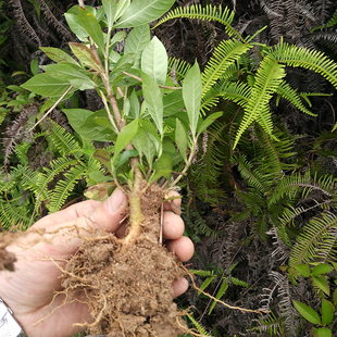 山栀子苗木丹越桃水横枝黄栀子山栀花庭院阳台盆栽盆景花卉树