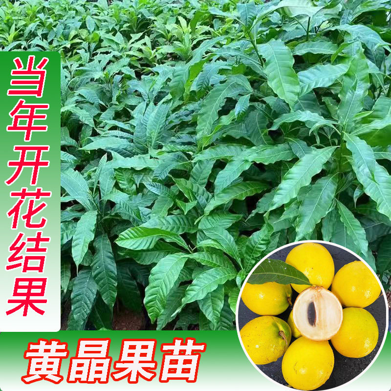 黄晶果苗当年结果大金莎台湾冬蜜久蜜黄晶果苗地栽苗盆栽苗嫁接苗