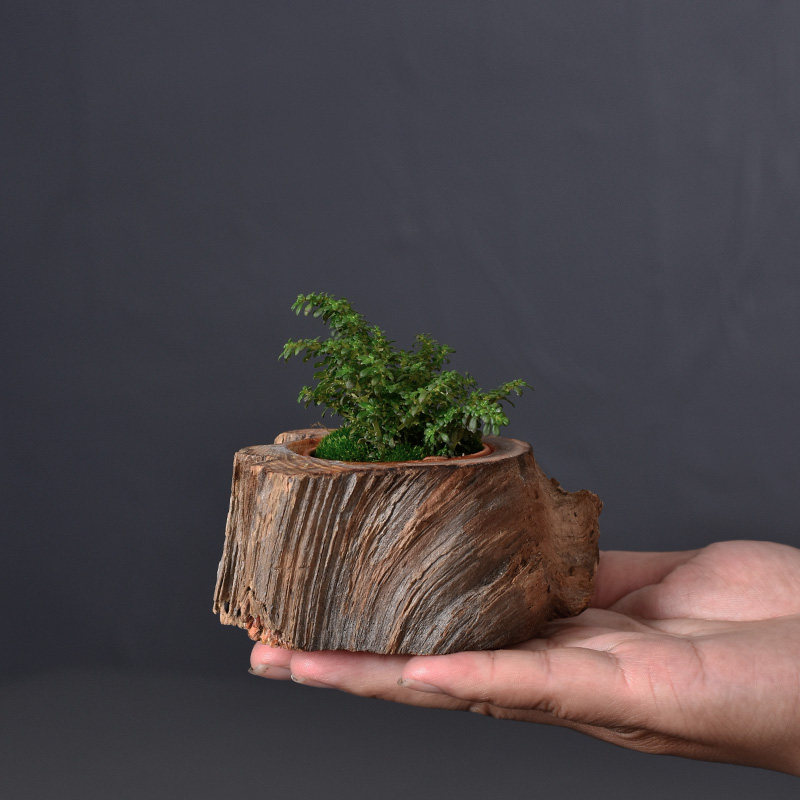 茶室小花器装饰枯木多肉花盆实木花器迷你桌上家居小摆件餐桌花瓶