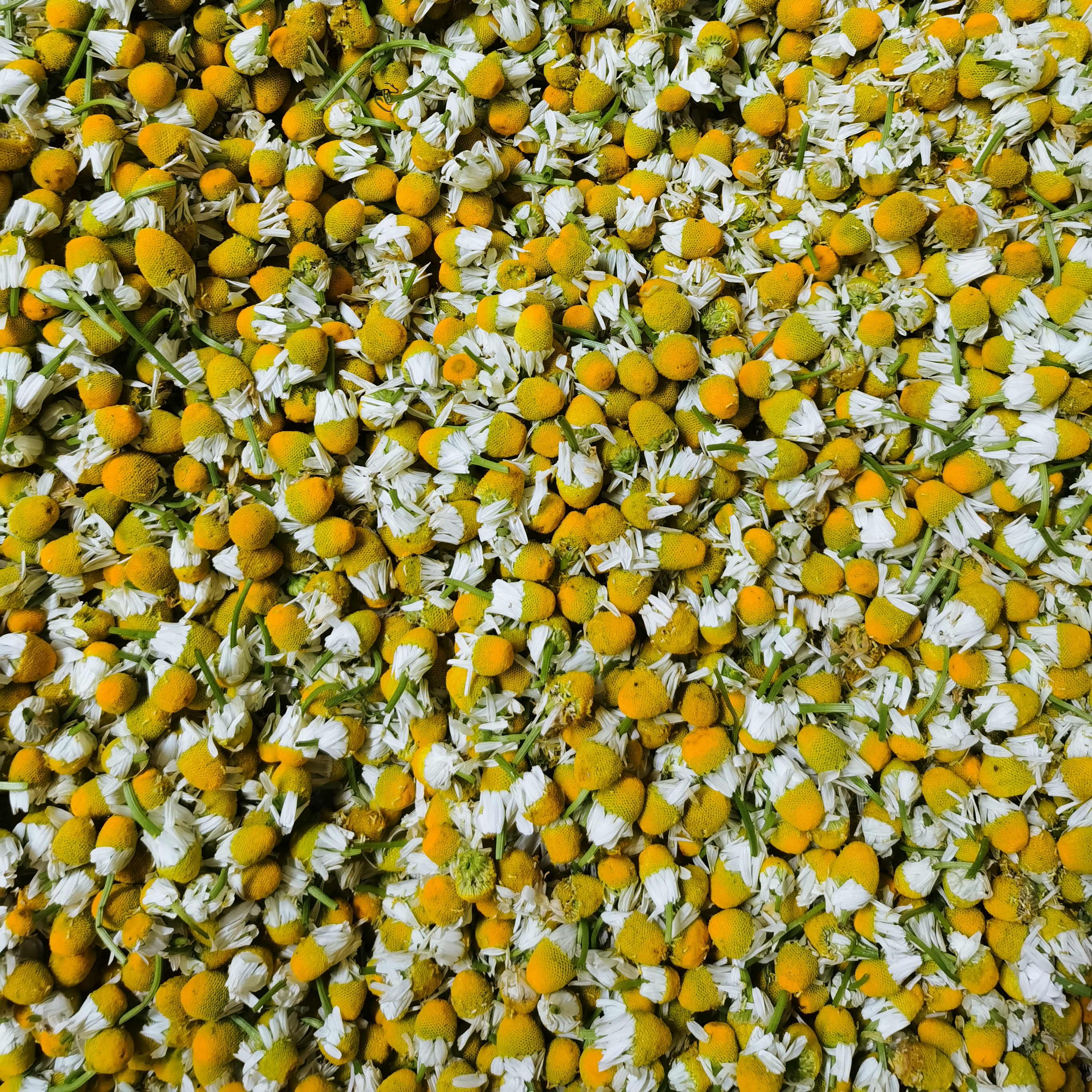 德国洋甘菊鲜花腌制纯露食用花茶精油泡油晒后舒缓保湿敏感肌