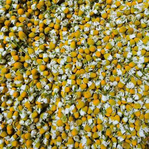 德国洋甘菊食用花茶精油泡油保湿