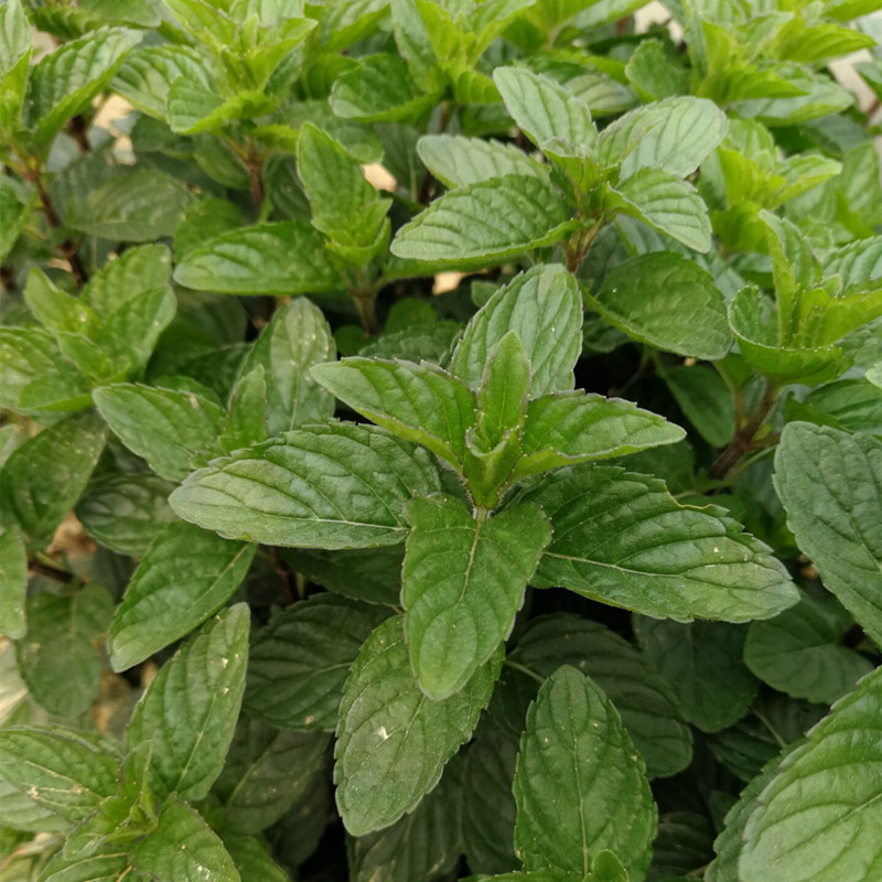 新鲜薄荷胡椒可食用纯露调料植物