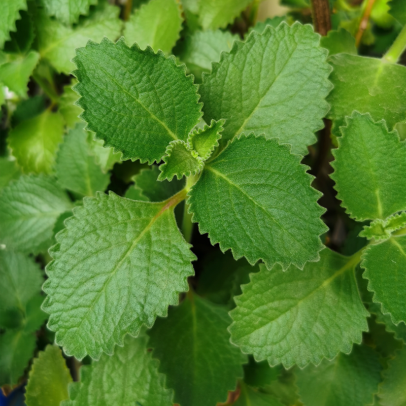 碰碰香苗左手香苗到手香洋薄荷一抹香驱蚊美观庭院观叶净化空气