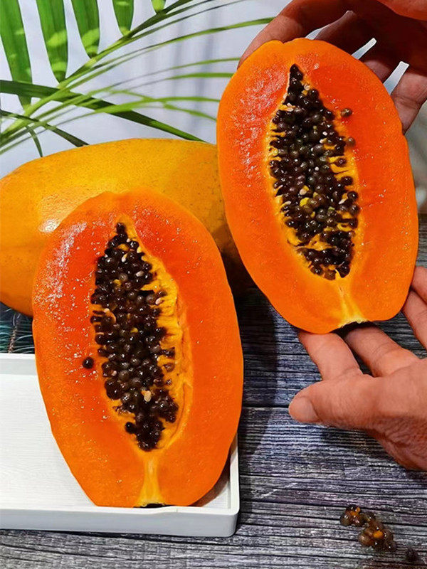 海南红心牛奶木瓜新鲜下奶树上熟木瓜丰胸部 增大 雷州冰糖心都乐