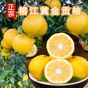 贵州村超圣地榕江黄金柚