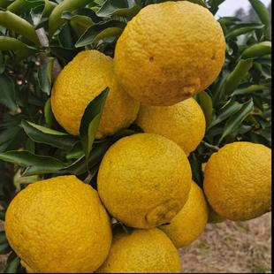 贵州榕江高山黄金柚