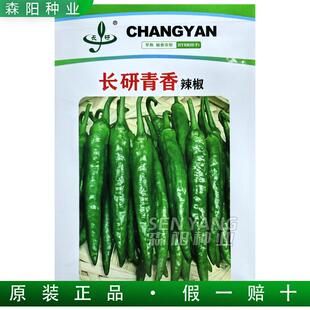 长研青香辣椒种子籽特早熟小尖椒香辣好吃龙福椒樟树港辣椒余干椒