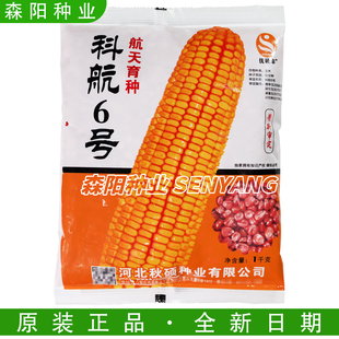 优硕丰科航6号玉米种子航天育种果穗长筒形耐密性好大田饲料玉米
