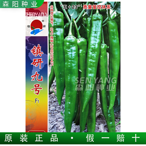 镇研九号辣椒种子早熟薄皮牛角椒