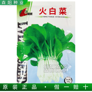 绿领火白菜耐热小白菜杂交种春秋季白梗小白菜四季速生农家小青菜