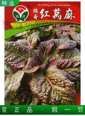 赣洪糯香红窝麻菜种子大叶莴苣菜