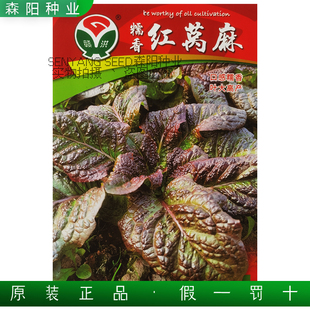 赣洪糯香红窝麻菜种子大叶莴苣菜莴鸡菜四季 蔬菜阳台盆栽青菜种籽