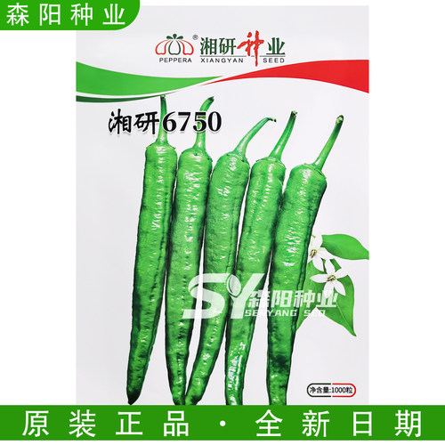 湘研中早熟薄皮微辣牛角椒种子