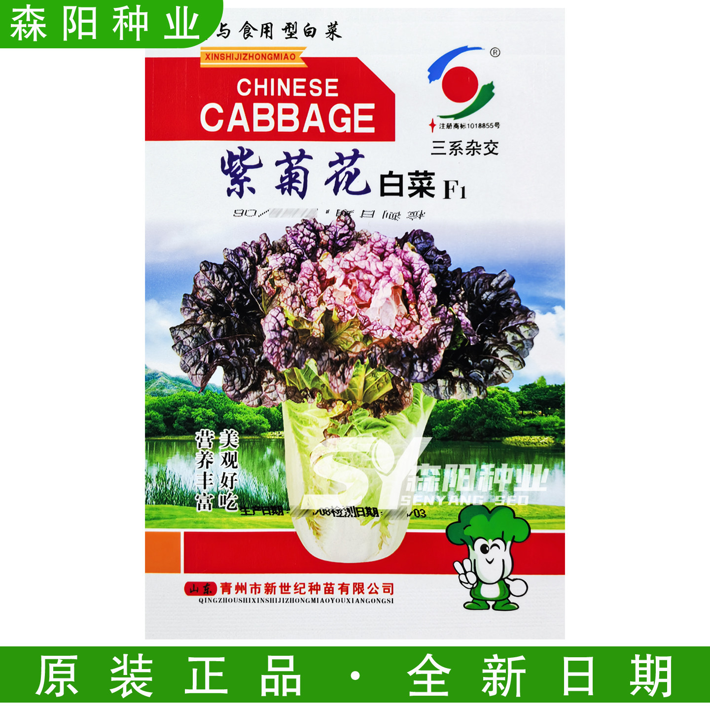 紫菊花白菜种子早熟大白菜盆栽
