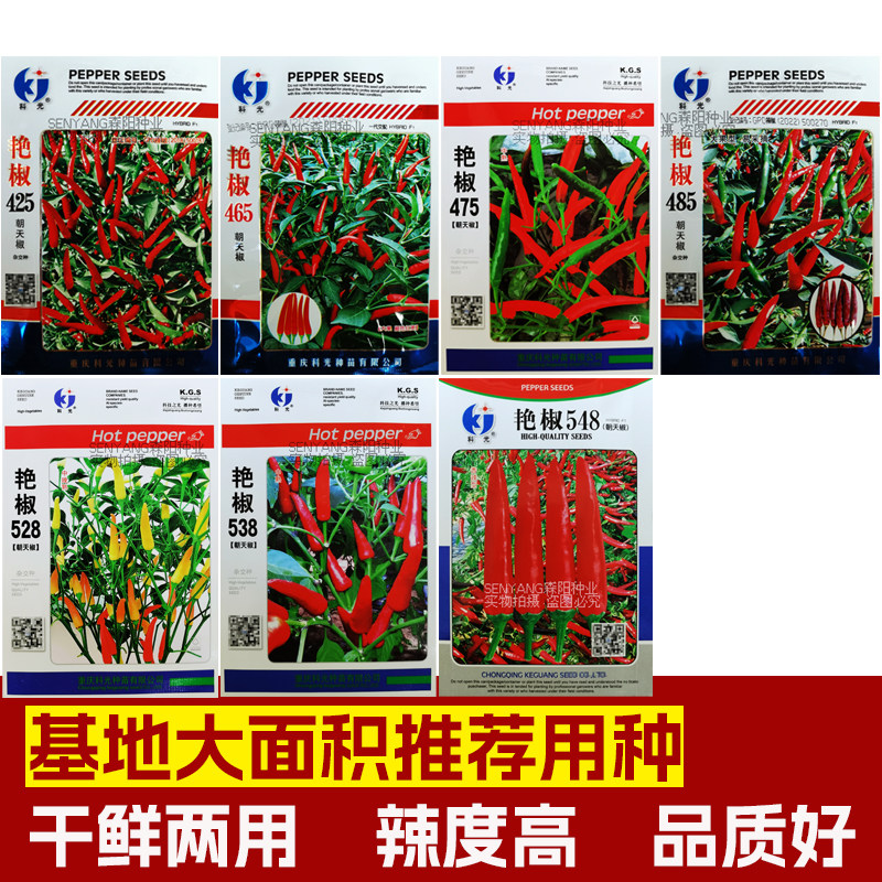 科光艳椒465大果朝天椒杂交小米辣中晚熟单生指天椒425特辣尖辣椒