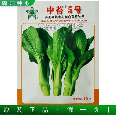 中苔5号菜苔种子55天早熟白菜苔