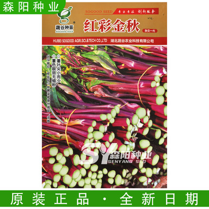 蔬谷 红彩金秋红菜苔种子70天早中熟高产红油菜紫红菜心万紫千红