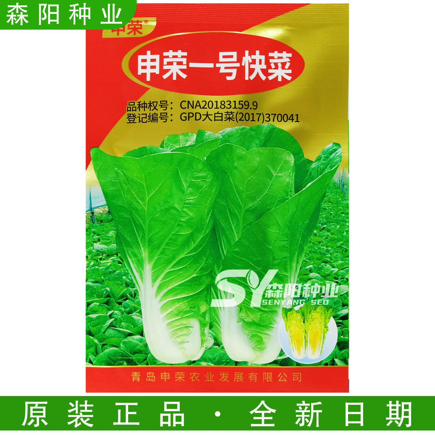 申荣一号快菜种子极早熟苗菜长江5号536真好吃奶油快菜黄心小白菜