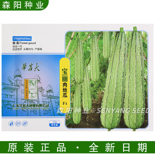 华农大宝丽肉丝瓜种子早熟春夏秋季八棱丝瓜耐热耐寒耐雨花点丝瓜