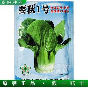 中苔耍秋1号青梗菜种子四季速生耐热紧头特矮小青菜青仔上海青菜