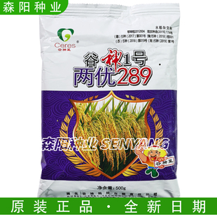 谷神1号两优289杂交水稻种子迟熟灿型中稻稻谷品种高产抗病再生稻