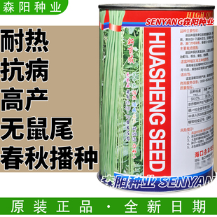 泰国一号油白豆角进口豇豆种子耐热江豆小五叶长豆角华生四季豆种