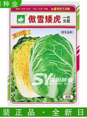 龙鼎傲雪矮虎黄心白菜种子晚熟