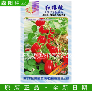 景丰红樱桃玉女番茄种子无限生长型红玉粉玉圣女果千禧小番茄圣红