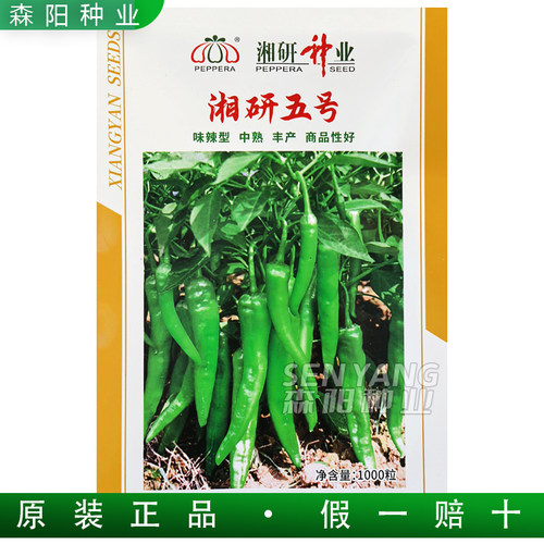 湘研五号辣椒种子香辣中熟牛角椒