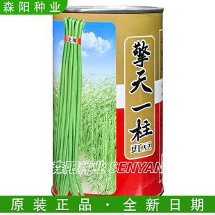 龙翔擎天一柱豇豆种子早中熟嫩绿色厚肉长豆角春夏秋天下无敌江豆
