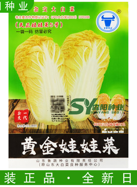 牛牌黄金娃娃菜种子桔红芯秋季
